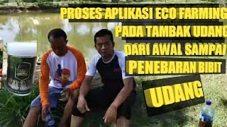 Proses aplikasi Eco farming pada Tambak udang dari Awal sampai tebar Bibit