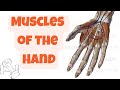Muscles of the Hand (3D Anatomy)