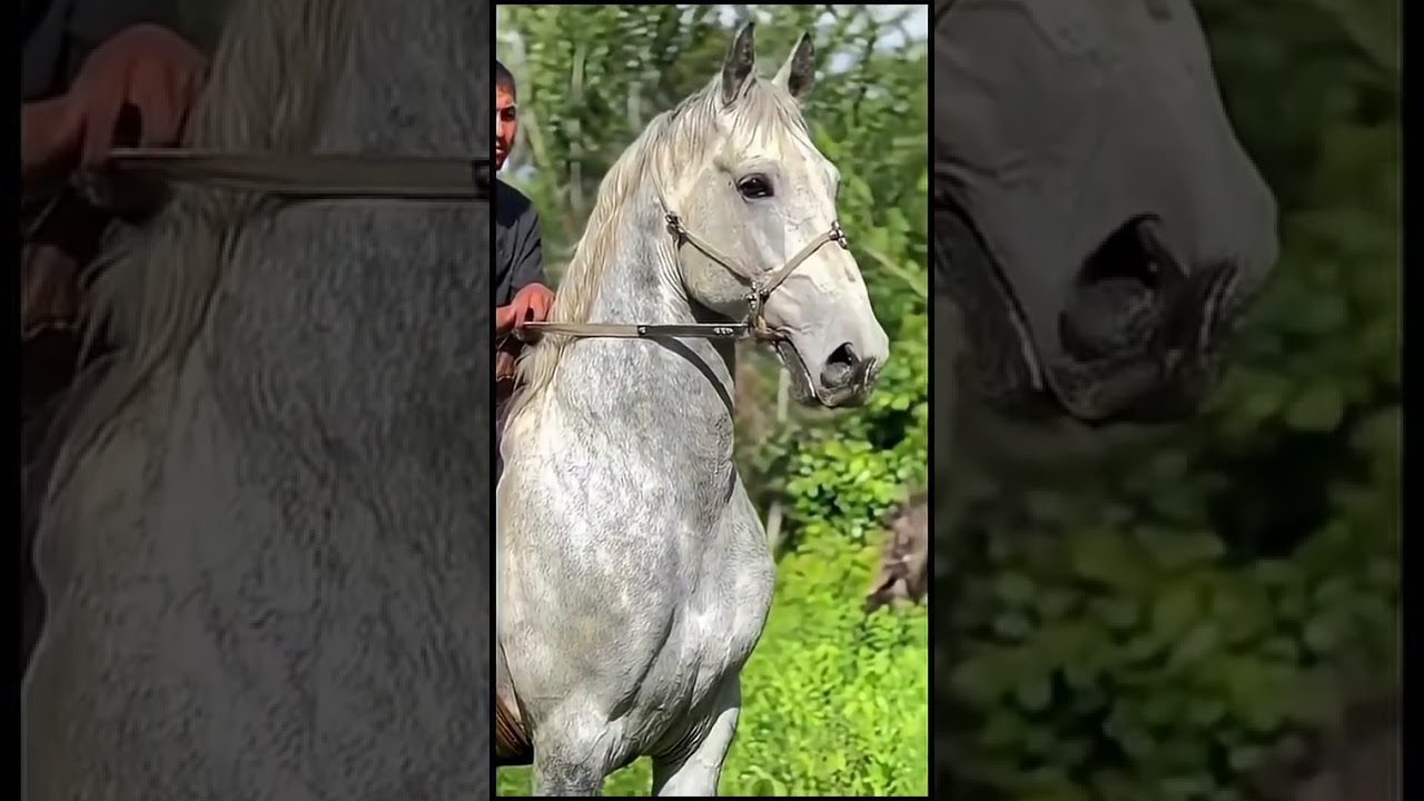 #automobile #remix #music #electronicmusic #flstudio #flstudio #horse #timeback2pac
