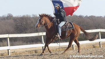 Sweet Kat - carrying the flag! - ValleyViewRanch.net