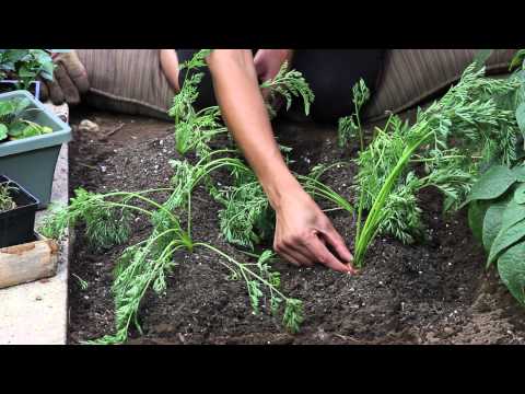 Video: Hoekom sterf my wortelsaailinge - tekens van demp in wortels
