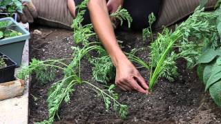 How to Tell When Carrots Are Finished Growing : The Chef's Garden