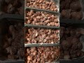 #lego #silicon-box #blackbeans