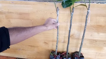 Hướng dẫn cách lựa chọn giống Mít Thái siêu sớm hiệu quả [ LH :0946.147.047 Việt Trần ]