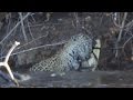 Jaguar attacks a crocodile in water. Jaguar vs crocodile. Real fight