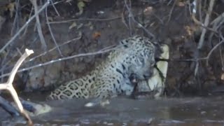 Jaguar attacks a crocodile in water. Jaguar vs crocodile. Real fight
