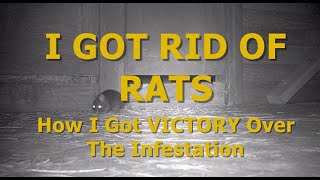 I GOT RID OF RATS  How I Got VICTORY Over The Infestation