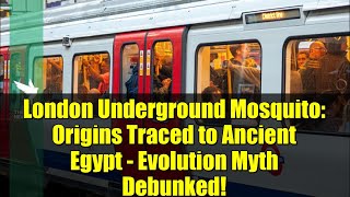 London Underground Mosquito: Origins Traced to Ancient Egypt - Evolution Myth Debunked!