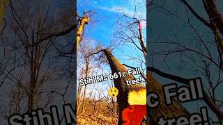 Stihl Ms 661c Fall tree! 🎄#fall #tree #trees #woodcutting #woodworking #arborist #shortsfeed #stihl