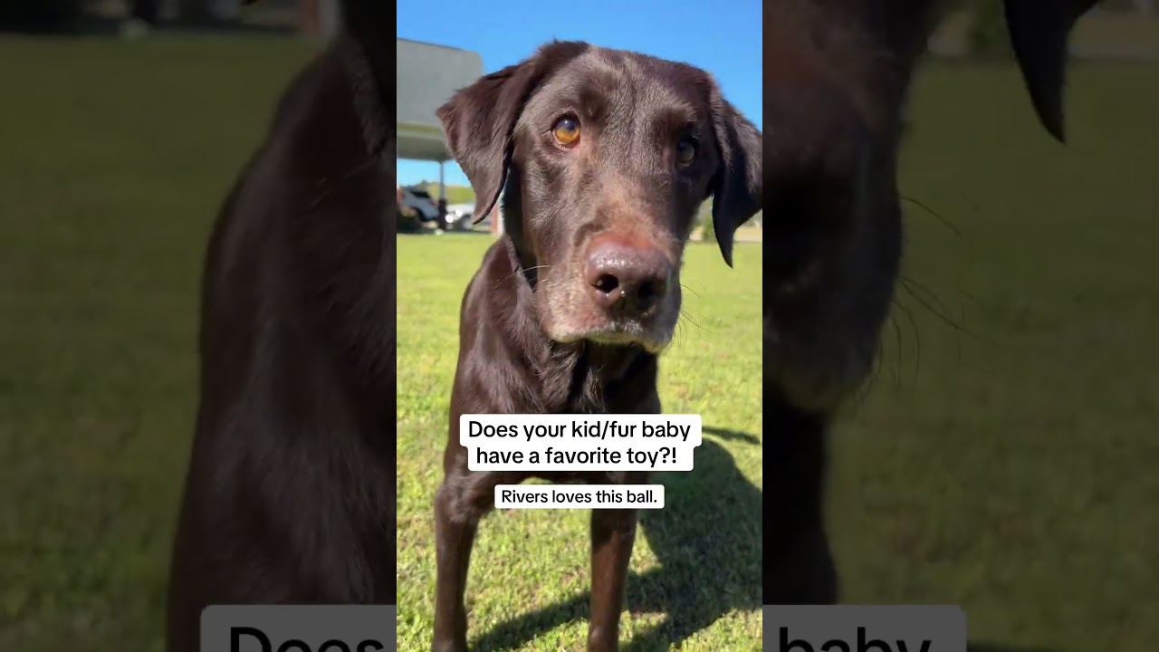 Durable Dog Ball for Endless Fetch Fun! 