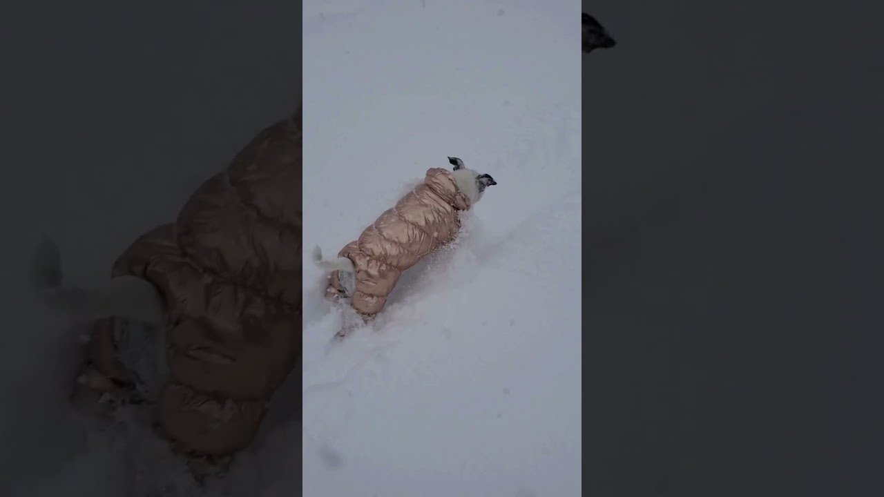 Playing in deep Snow❄️ 