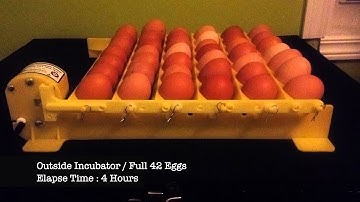 Hova Bator 1611 Egg Turner (Time Lapse)