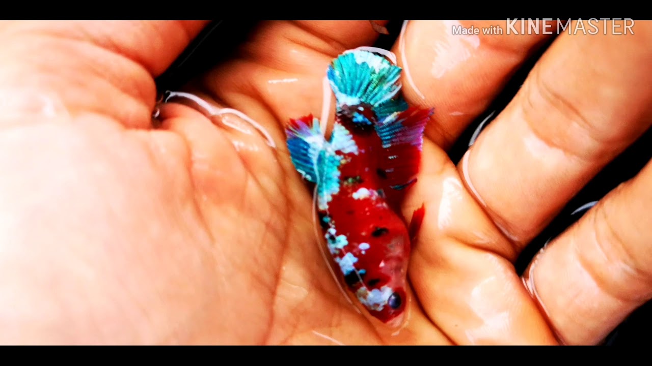 Setting indukan galaxi koi multicollor