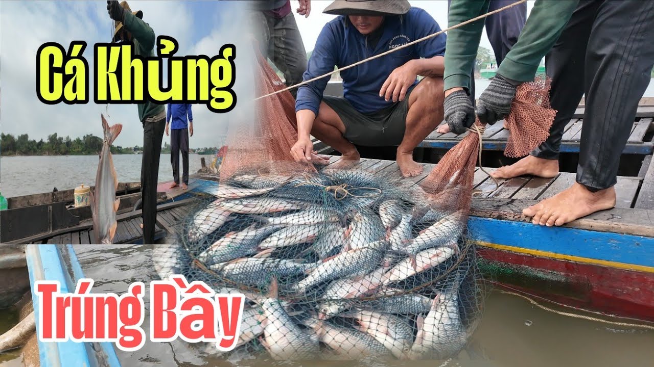 Trúng bầy luôn nhiều cá to trên sông tiền, đầu năm kiếm cả chục triệu với nghề này