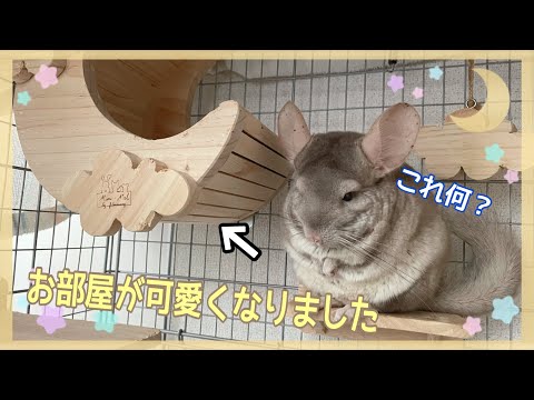 チンチラ とっても可愛い物が海外から届きました Youtube