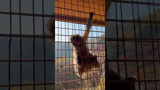 Arashiyama Monkey Park in Kyoto, Japan