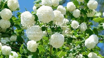 تلاوة هادئة ومريحة🌹 لسورة الدخان كاملة 🌹بصوت القارئ الشيخ🌹 يحيى القباطي 🌹قرآن كريم 🌹