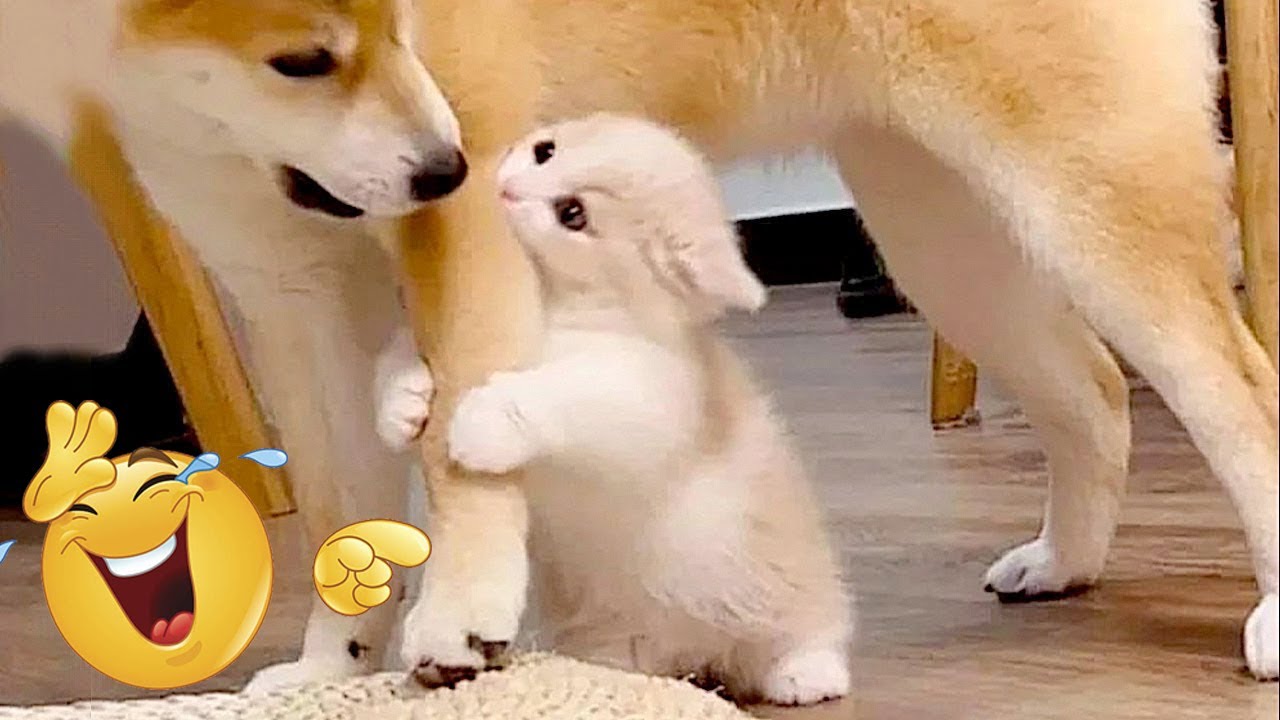 Cats 🐱 & Dogs 🐶 Fails #14 | Funniest Compilation 2025