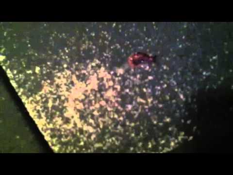 Slug Experiments Slug + Salt Experiment - YouTube