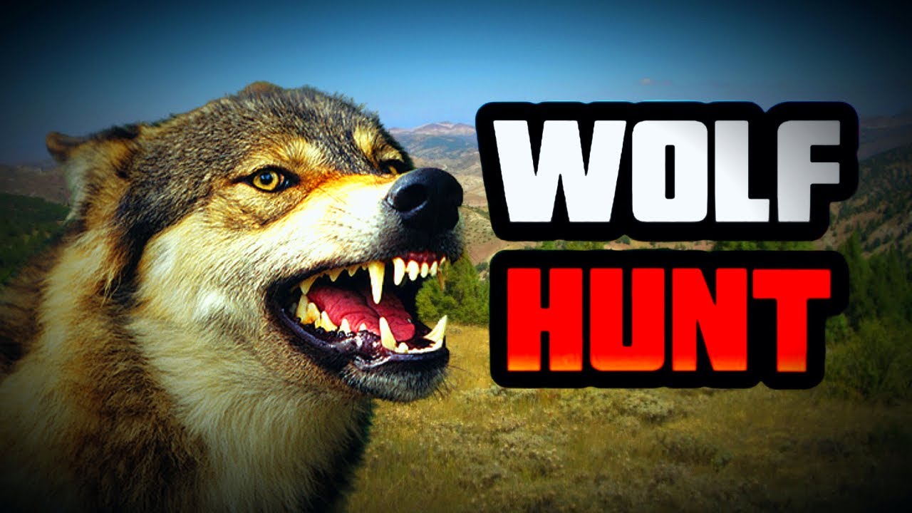 Kangal Dog Chased the Wolf [E06]