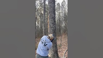 DJI Drone Stuck in a Tree