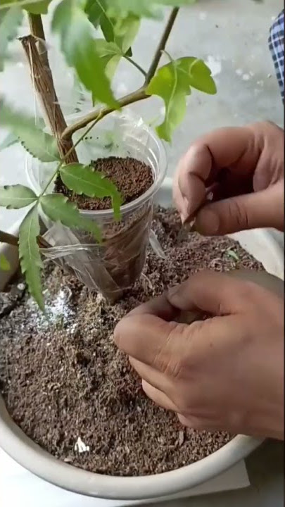 How to Air layering in Neem tree.