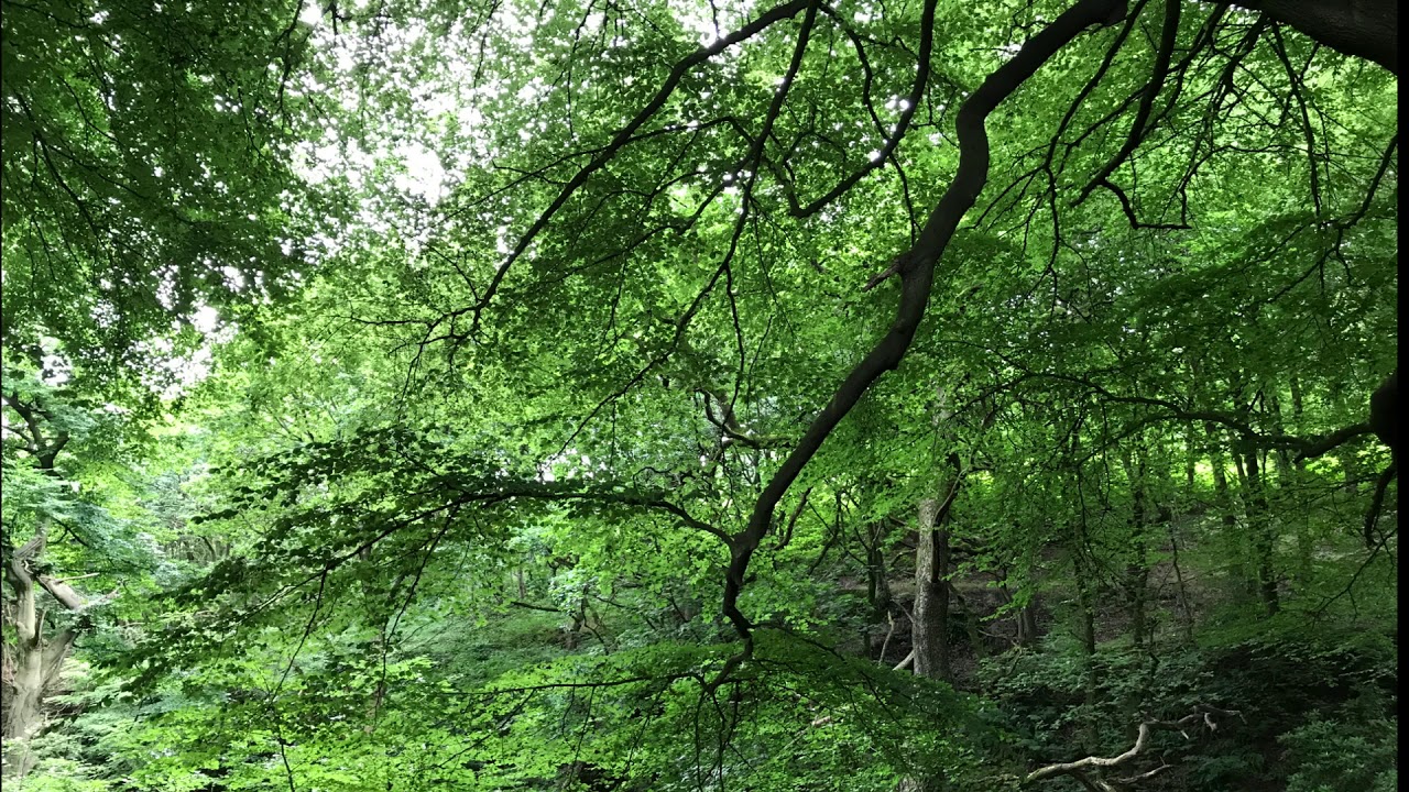 تلاوة سورة مريم كاملة فيصل بن سعود الحليبي