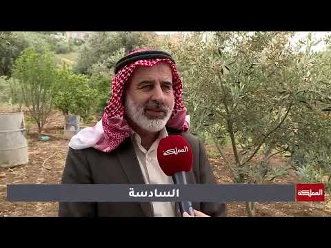 الهاشمية عجلون تقرير قناة المملكة عن أشجار الزيتون الرومي في قرية الهاشمية محافظة عجلون