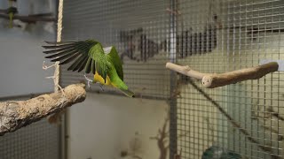 Artenschutz von Exoten, werden bald auch Papageien in Privathaltung verboten ?