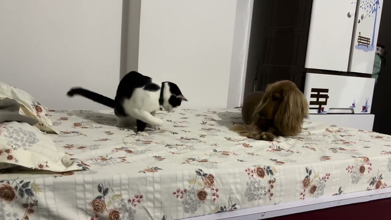 Let’s see who wins puppy or cat 🐱 