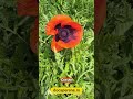 Papaver orientale, mac cu flori mari pe docaperene.ro
