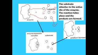 Enzymes for IGCSE Biology