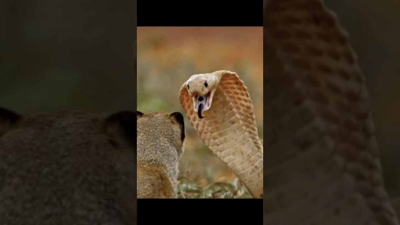 Meerkat vs Cobra: The Most Unexpected Wild Showdown! 🐍🦊