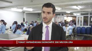 Tokat Yaprağından Ekonomiye 200 Milyon Lira