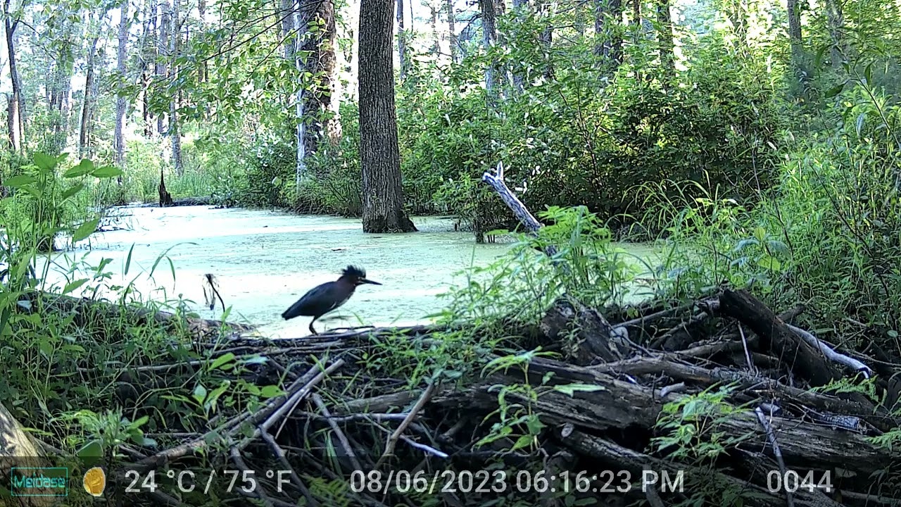 green heron stalking at beaver dam among green duckweed 20230819