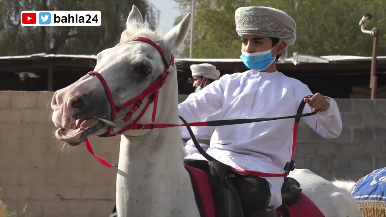 مسيرة انتقال فرسان مربط بهلاء للخيول العربية الأصيلة إلى مقرهم الجديد في الفتح