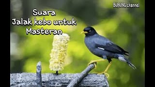 Download Lagu OCEHAN JALAK KEBO GACOR NGEBASS/TANPA KENDOR!.. MP3