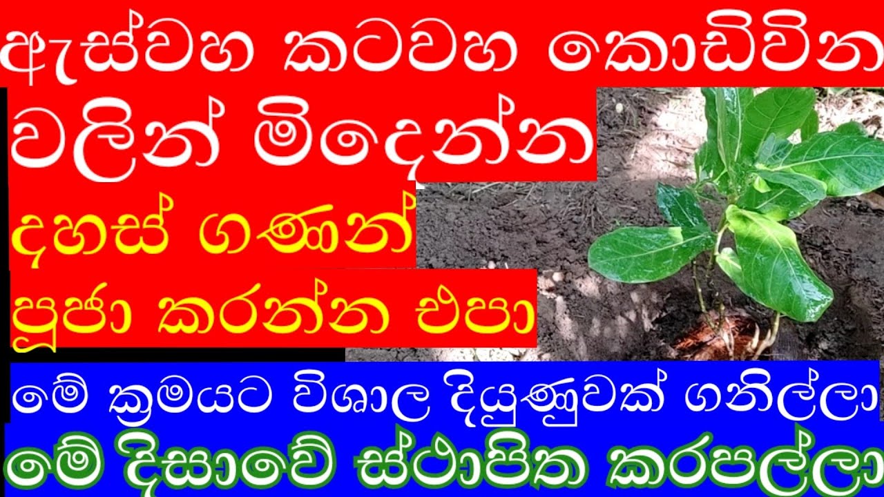 මේ ශාකය මේ දිසාවේ ස්ථාපිත කිරිමෙන් ඔබේ දියූණුව පුදුමාකාරලෙස වැඩ්වේ
