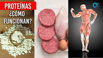 ¿Cómo se controlan las proteínas en el organismo?