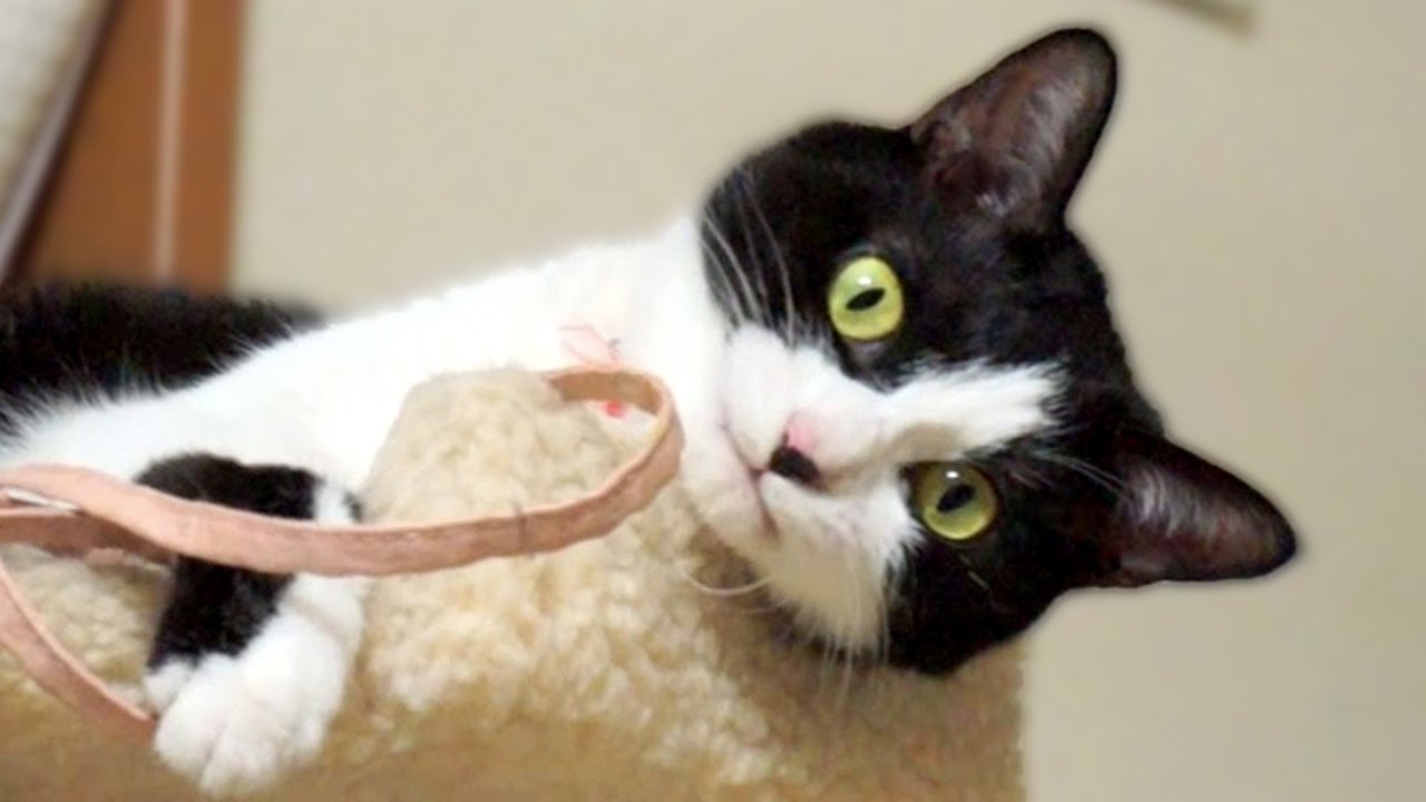 funny cats sleeping in weird positions compilation 2014 funnyplox ママと紐遊び! 〜呆れ過ぎて背を向けてキレた猫！【はちわれ猫『ハッチ』】Cat which is idle with a string.