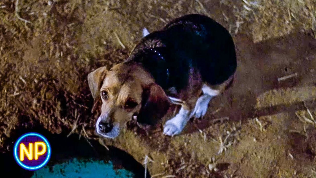 An Uncovered Treasure | Used Cars (1980) | Now Playing