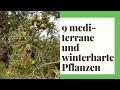 9 mediterrane und winterharte Pflanzen