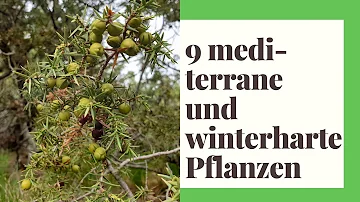 Welche Pflanzen für mediterranes Beet?