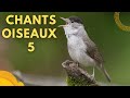 CHANTS  D&#39;OISEAUX : LECON  5 #oiseaux #ornithologie #birds