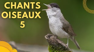 CHANTS  D'OISEAUX : LECON  5 #oiseaux #ornithologie #birds