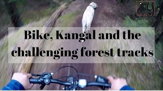 Bicycle, Kangal Shepherd Dog And Challenging Forest Tracks