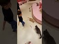 Cat Cafe Puchi Marry IOI City Mall #cats #cat #pets #pet #funny #catvideos #shorts #viral #dog