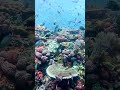 fish #fish#shorts #viralshorts