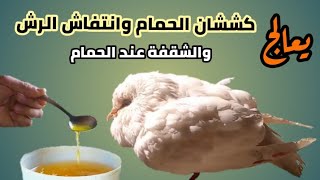 كششان الحمام وانتفاش الريش | خسسان الحمام | الشقفه وعدم الاقبال على الطعام