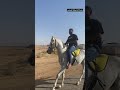 مختار البدو ربي يبارك فيه خيول جمال خيل اكسبلور فولو اكسبلور ترند تيك توك الخيل حصان 